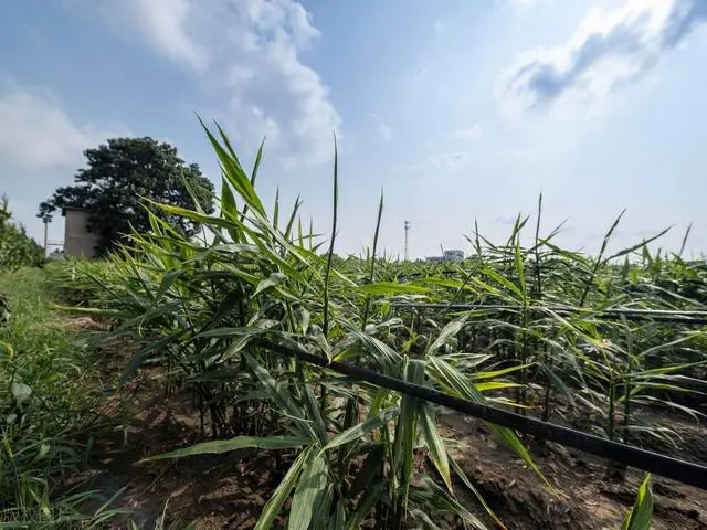 致富种植姜芽视频_致富种植姜芽图片_姜芽种植致富