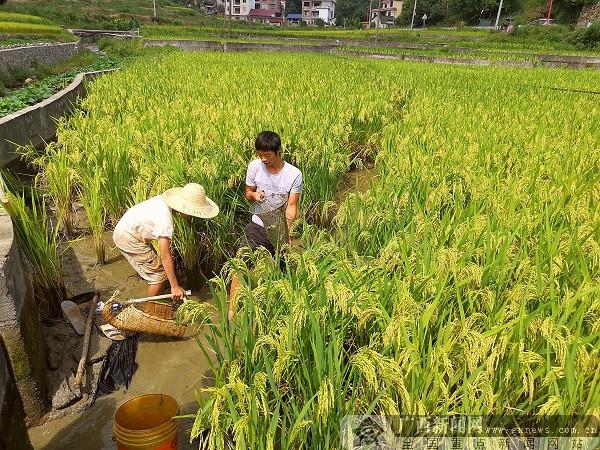 广西灌阳：甜甜的山泉水 养出喷喷香的稻鱼