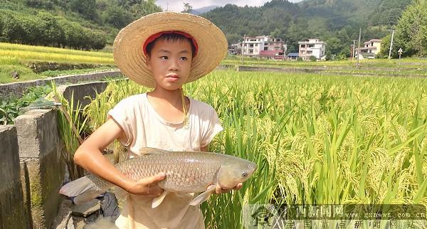 广西省致富经草鱼养殖_致富养殖广西草鱼省钱吗_广西草鱼养殖基地