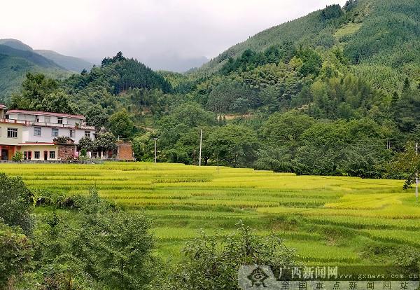 广西草鱼养殖基地_致富养殖广西草鱼省钱吗_广西省致富经草鱼养殖