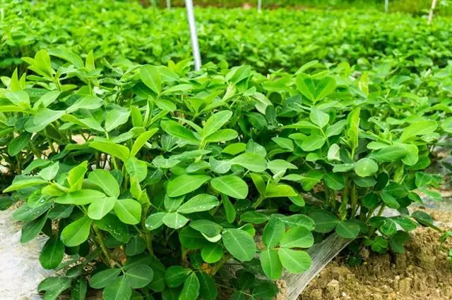 芙蓉种子怎么种法视频_芙蓉种子怎么种植技术_芙蓉种子种植技术要点