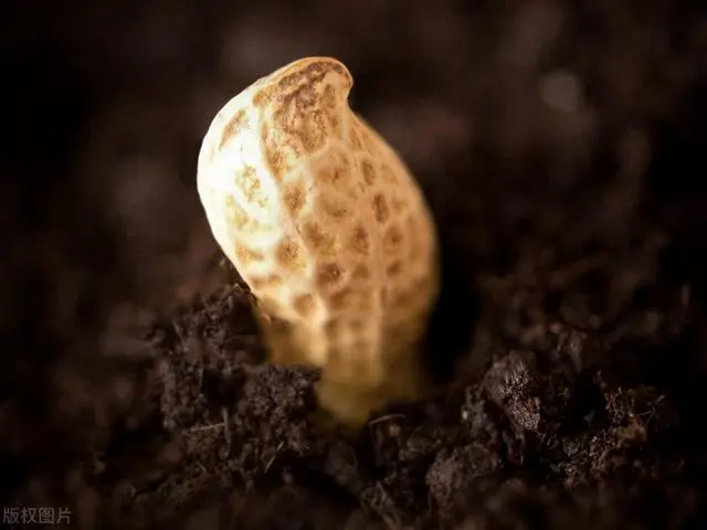 芙蓉种子种植技术要点_芙蓉种子怎么种植技术_芙蓉种子怎么种法视频