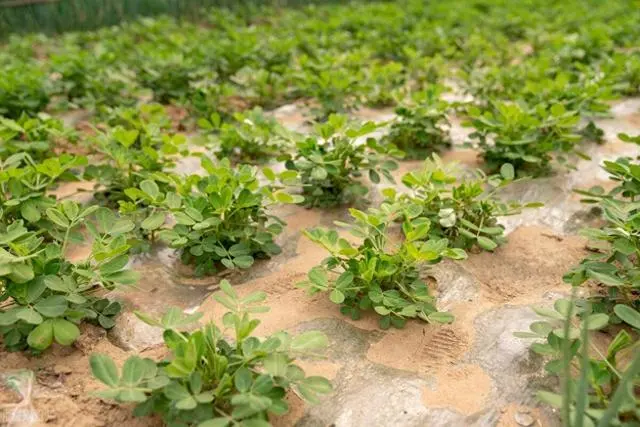 芙蓉种子怎么种法视频_芙蓉种子种植技术要点_芙蓉种子怎么种植技术