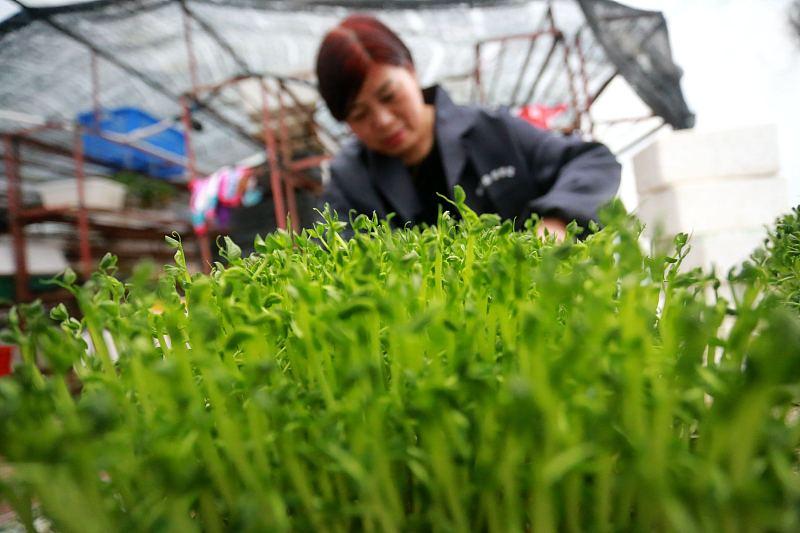 芽莱种植技术_菜芽科技有限公司_菜芽种植