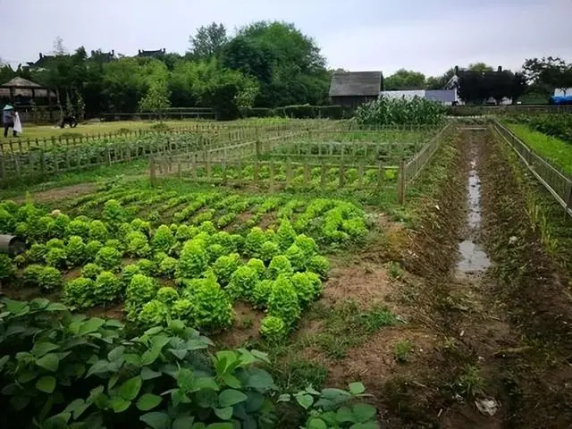 种植致富新项目_种植商致富项目_致富种植视频全集