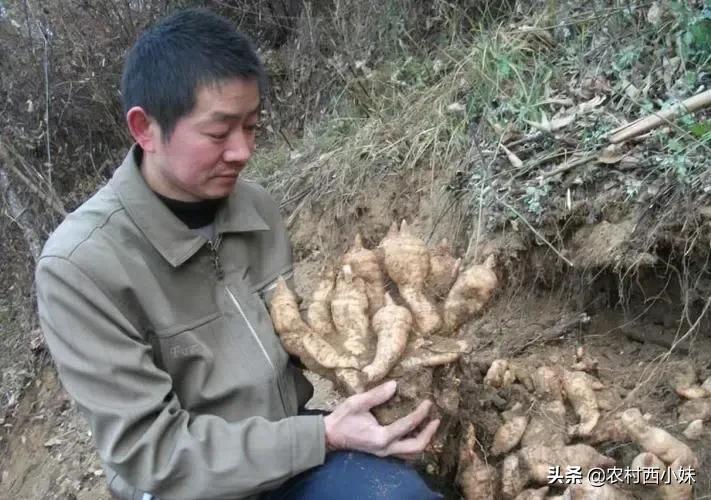 种植什么比较赚钱（十大暴利种植行业）