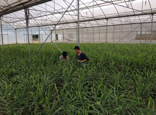 姜芽种植致富_致富种植姜芽视频_致富种植姜芽图片