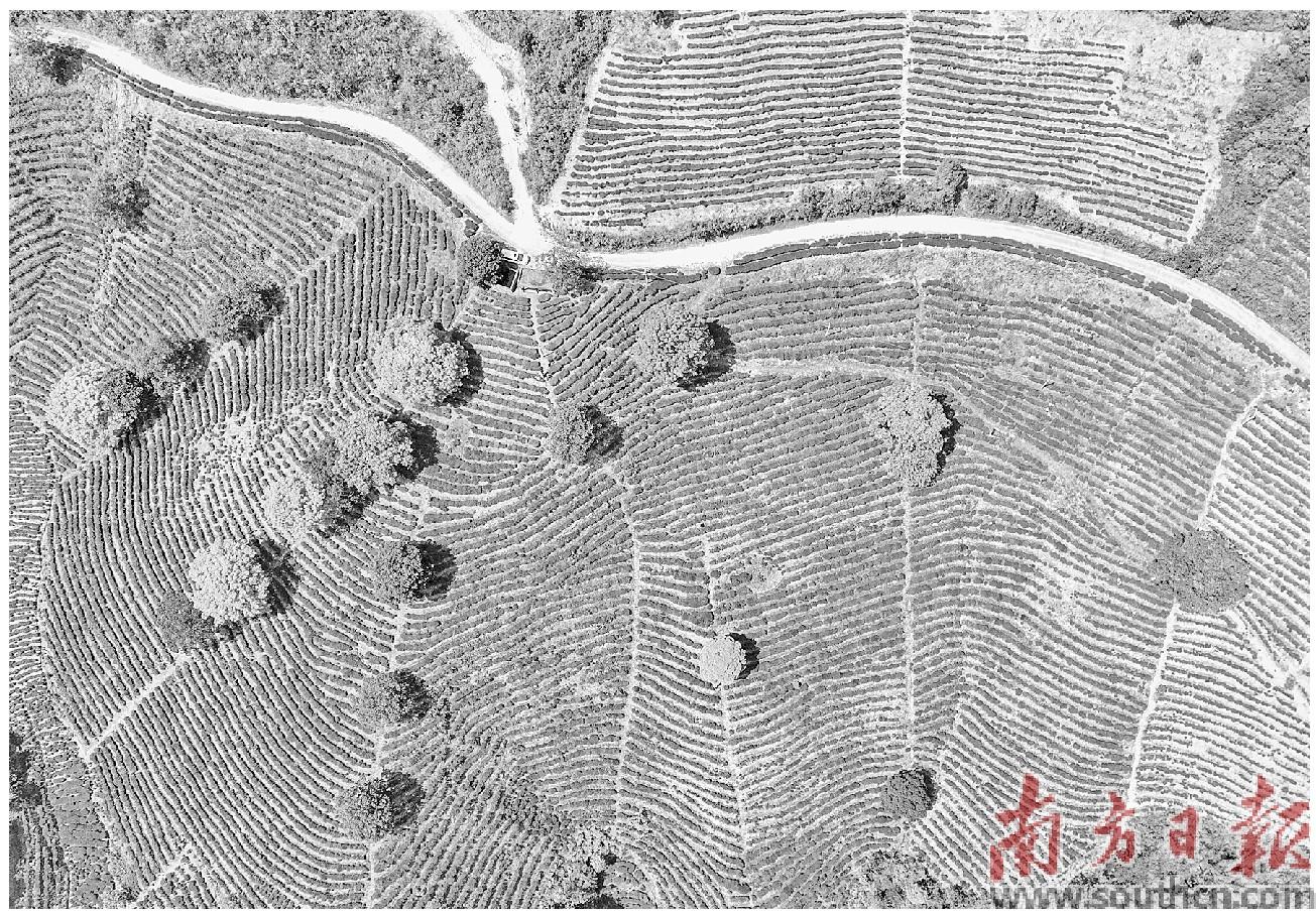 致富茶叶养殖场地址_茶叶养殖致富经_茶叶致富带头人