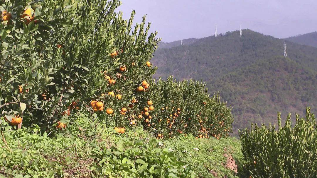 湖北荆州种什么果树好_荆州橘子产地_荆州种植桔子致富