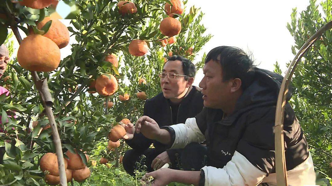 湖北荆州种什么果树好_荆州橘子产地_荆州种植桔子致富