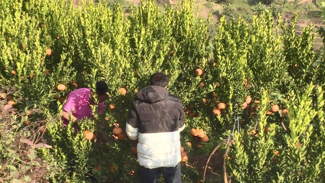 荆州橘子产地_湖北荆州种什么果树好_荆州种植桔子致富