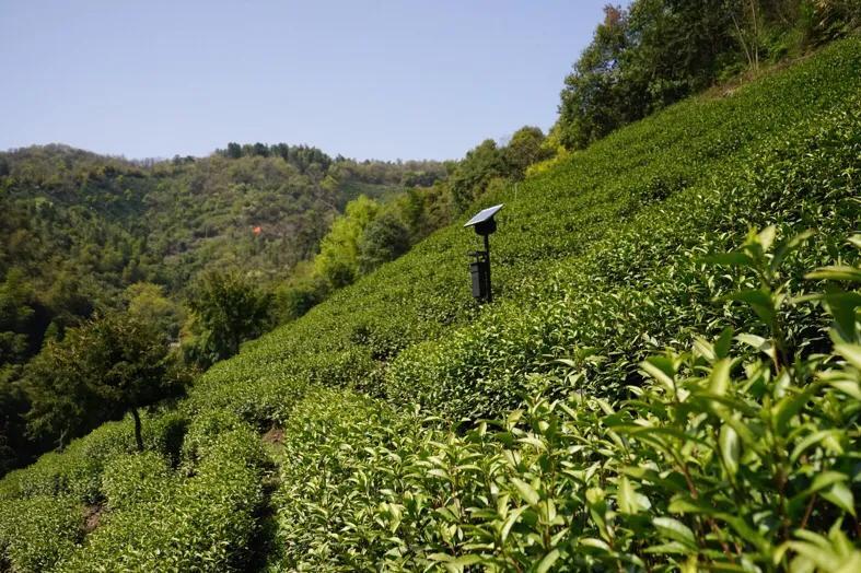 茶叶养殖致富经_茶叶致富带头人_致富茶叶养殖场地址