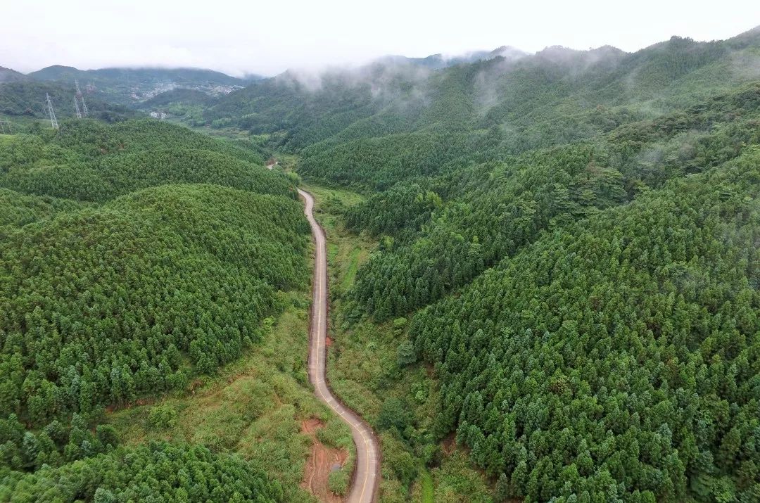 山林养殖鸡技术_山林养鸡成本及利润_致富经山林鸡养殖视频全集