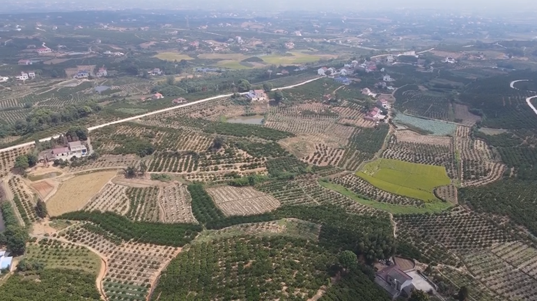 荆州种植桔子致富_荆州摘橘子的地方_湖北荆州桔子好吗