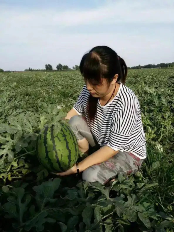 李素环：保定瓜农致富带头人，敢为人先推动瓜棚变革