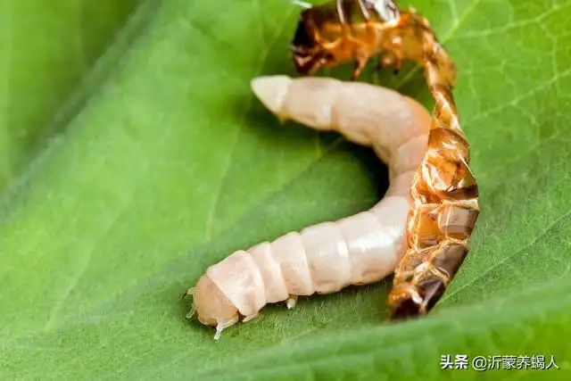 养好黄粉虫需要注意温湿度控制和饲料营养等五个重要方面