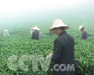 食用菌致富经_食用菌种植赚钱吗_致富经食用菌种植