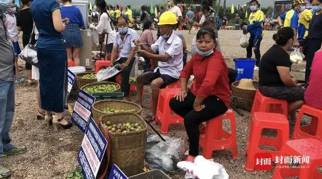 致富水果种植果园视频_水果种植致富果_致富经种植三种水果亩收入过亿