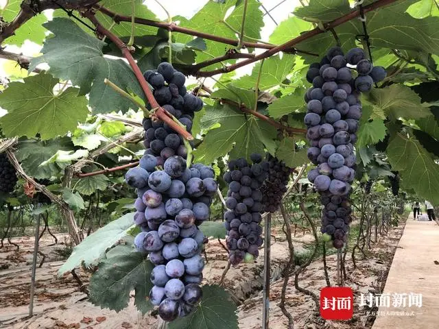 水果种植致富果_致富水果种植果园视频_致富经种植三种水果亩收入过亿