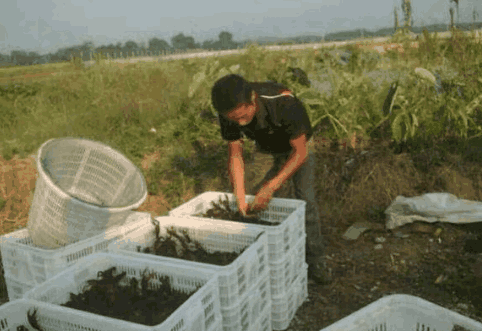 养殖 致富 评论_致富养殖评论怎么写_致富养殖信息