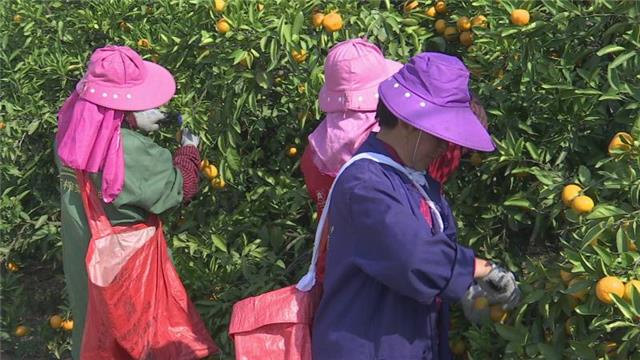 湖北荆州桔子好吗_荆州摘橘子的地方_荆州种植桔子致富