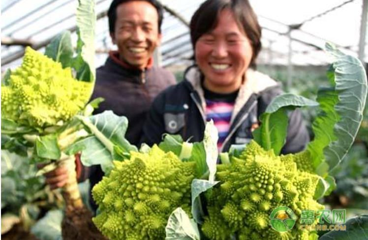 夏季种植菜花技术要点_夏季菜花种植技术_夏季菜花的种植新技术