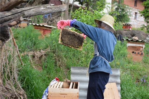 致富经 胡蜂_致富经胡蜂养殖_致富经中蜂