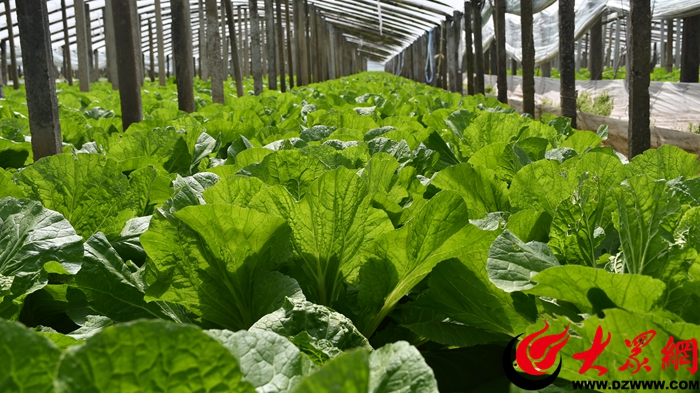 成武县孙寺镇谢楼村：“菜篮子”变“钱袋子”，白菜种植成致富新引擎