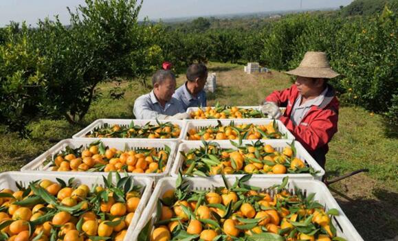 湖北荆州适合种植什么经济作物_湖北荆州适合种植什么花_荆州种植桔子致富