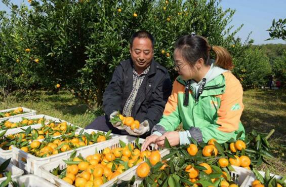 湖北荆州适合种植什么花_荆州种植桔子致富_湖北荆州适合种植什么经济作物