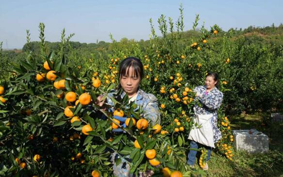 荆州种植桔子致富_湖北荆州适合种植什么花_湖北荆州适合种植什么经济作物