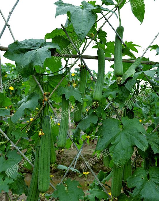 致富经种丝瓜_丝瓜种植效益怎么样_致富经丝瓜种植视频