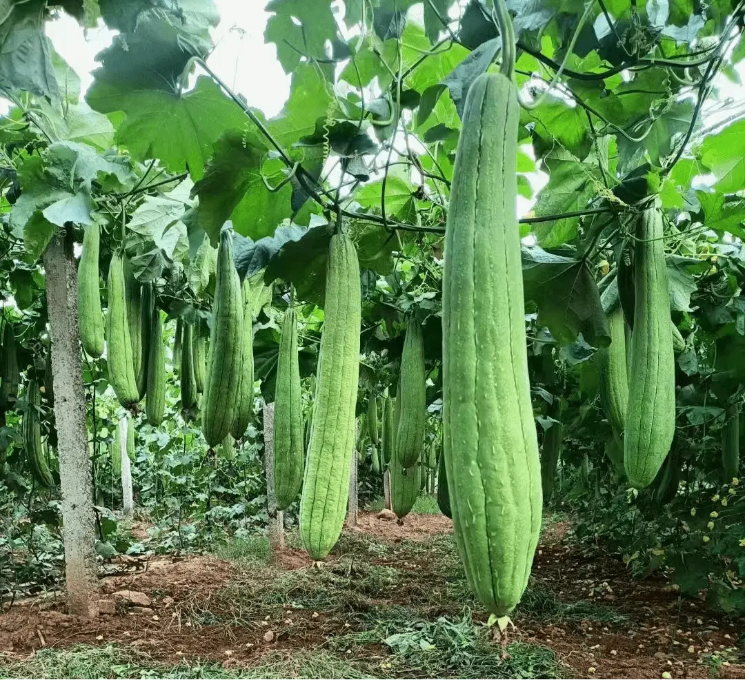 种植丝瓜致富_丝瓜种植高产技术_致富经种丝瓜