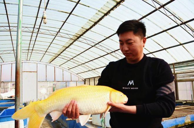 视频致富养殖锦鲤视频大全_致富经锦鲤养殖视频_锦鲤养殖场视频