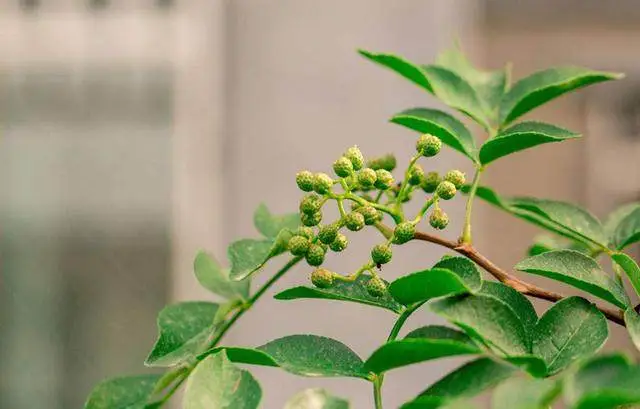 花椒种植技术新闻报道_花椒种植新技术_花椒种植技术指导