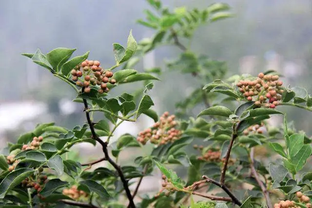 花椒种植技术指导_花椒种植新技术_花椒种植技术新闻报道