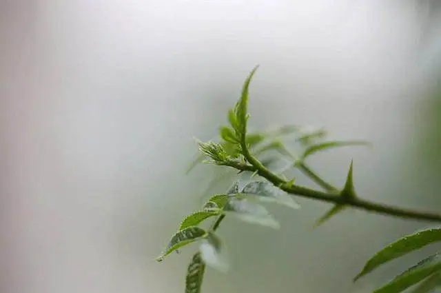 花椒种植技术新闻报道_花椒种植新技术_花椒种植技术指导