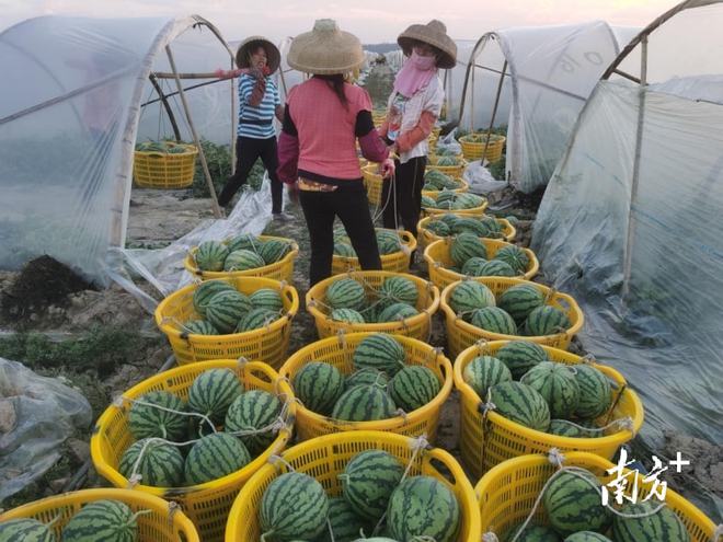 西瓜种植致富技术_致富经西瓜种植全视频_致富西瓜种植技术视频