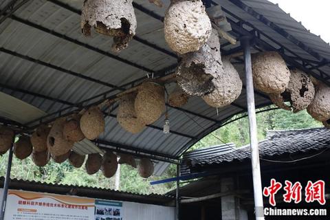 小胡蜂大作用，控虫致富促多赢