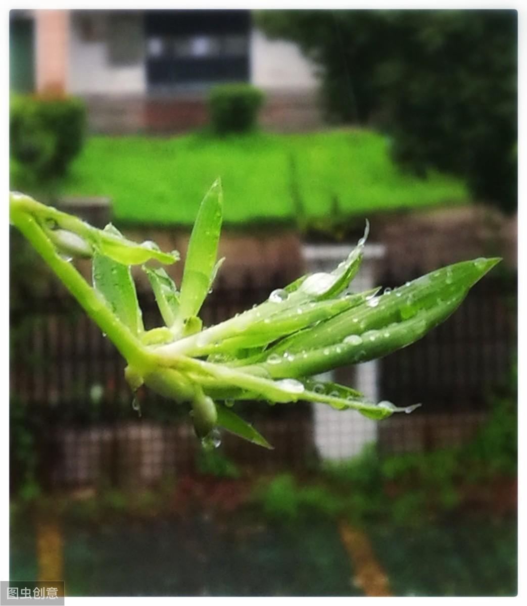 致富经关于蟾蜍的项目_致富经关于蟾蜍的项目_致富经关于蟾蜍的项目