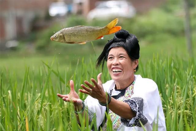 致富经 百万鱼苗_致富网养鱼_致富经养殖鱼视频