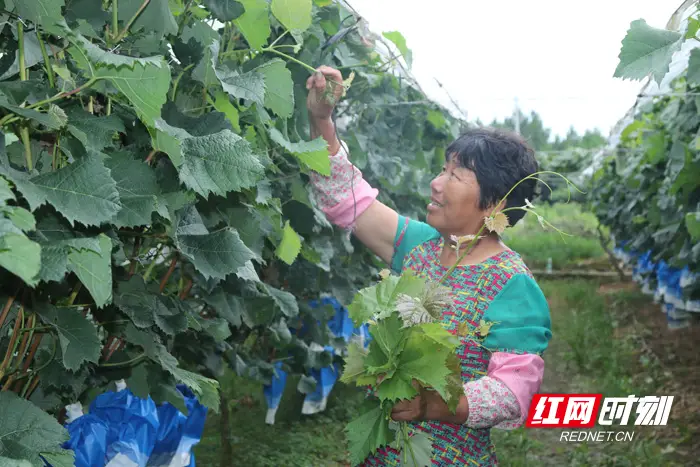 致富种植葡萄靠什么挣钱_靠种植葡萄致富_种植萄萄能赚到钱吗