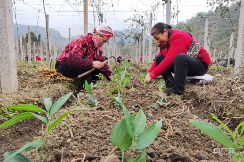 农民致富种植黄精_农民致富种植黄精_农民致富种植黄精