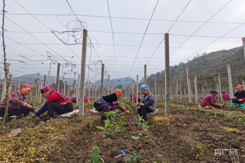 农民致富种植黄精_农民致富种植黄精_农民致富种植黄精