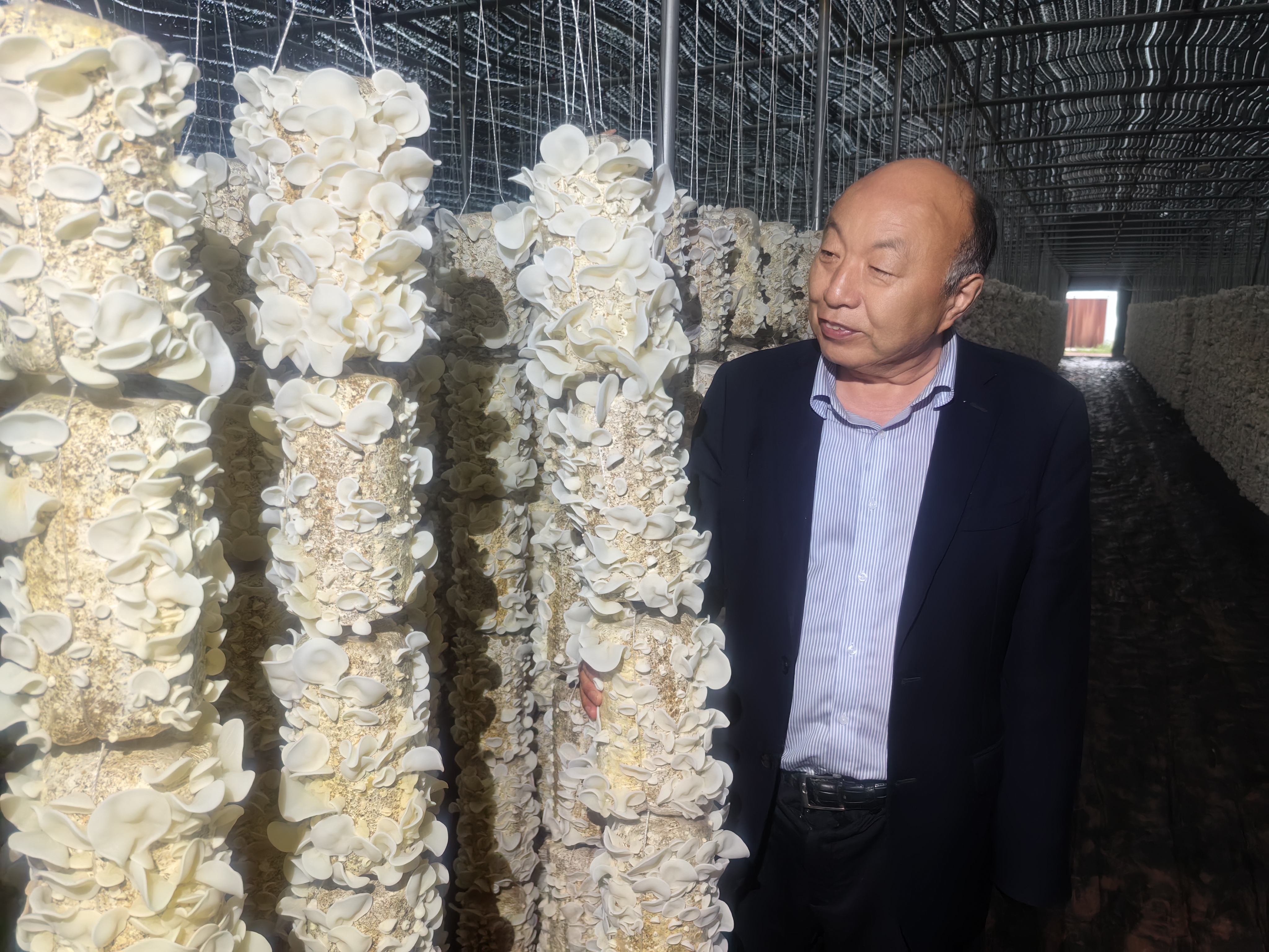 磨菇如何种植技术_蘑菇种植技术视频教程_哪里可以学蘑菇种植技术