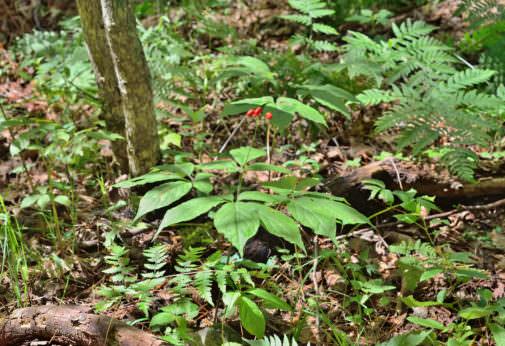 美国农民种植致富_美国农民种地视频_靠种植致富的农民