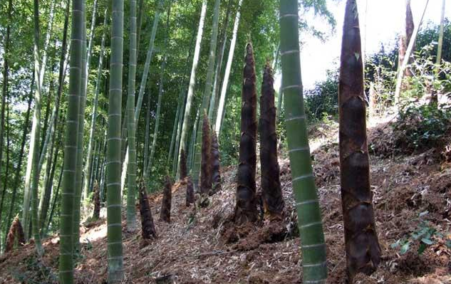 美国农民种植致富_靠种植致富的农民_美国农民种地视频