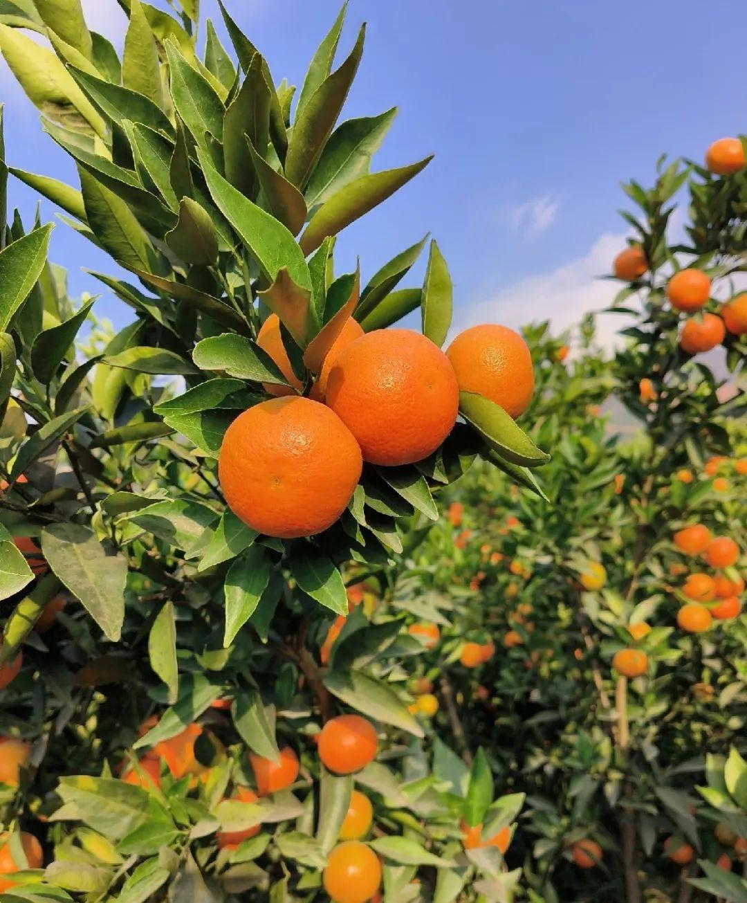 砂糖橘种植成本_种植沙糖桔_砂糖橘种植致富