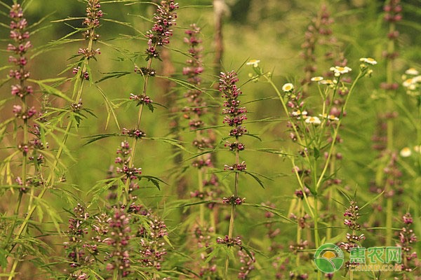 野生苦瓜有什么药效_野生苦瓜怎样种植技术_野生苦瓜种植技术要点