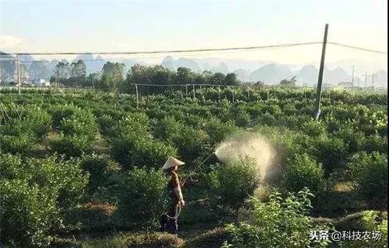 砂糖橘子种植_砂糖橘种植致富_砂糖橘种植成本